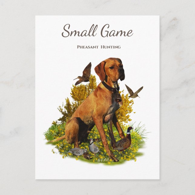 Bird dog , pheasant  hunting postcard (Front)
