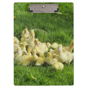 bird, duck, duckling, yellow, nature, cute, baby, clipboard