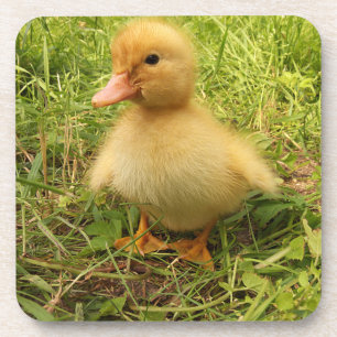 bird, duck, duckling, yellow, nature, cute, baby, coaster