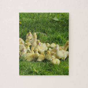 bird, duck, duckling, yellow, nature, cute, baby, jigsaw puzzle