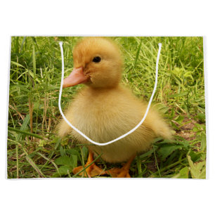 bird, duck, duckling, yellow, nature, cute, baby, large gift bag