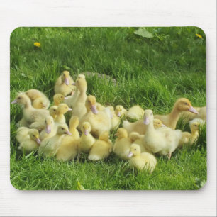 bird, duck, duckling, yellow, nature, cute, baby, mouse mat
