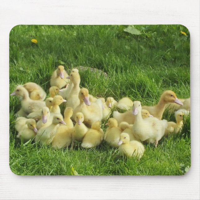 bird, duck, duckling, yellow, nature, cute, baby, mouse mat (Front)