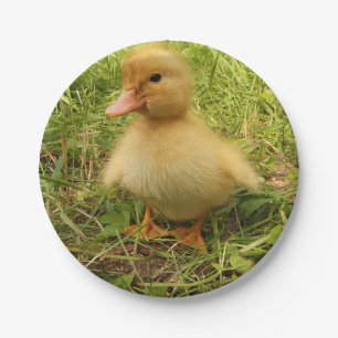 bird, duck, duckling, yellow, nature, cute, baby, paper plate