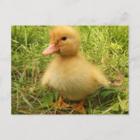 bird, duck, duckling, yellow, nature, cute, baby,