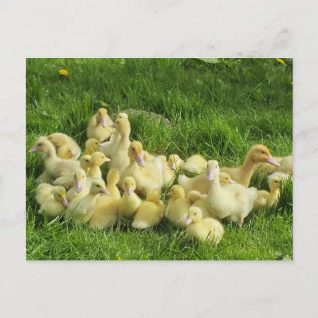 bird, duck, duckling, yellow, nature, cute, baby, postcard (Front)