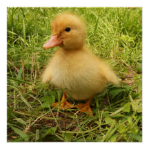 bird, duck, duckling, yellow, nature, cute, baby,