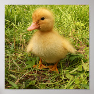 bird, duck, duckling, yellow, nature, cute, baby, poster
