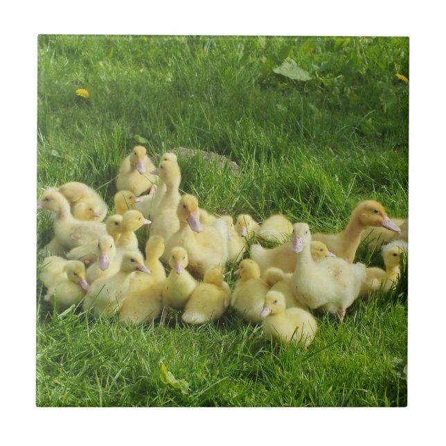 bird, duck, duckling, yellow, nature, cute, baby, tile (Front)