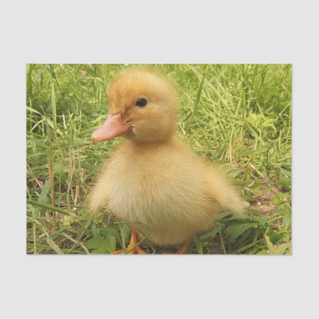 bird, duck, duckling, yellow, nature, cute, baby, tissue paper (Front)