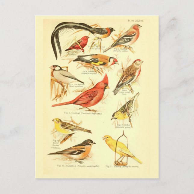 Bird Ephemera Decoupage Cardinal Vintage Art Postcard (Front)