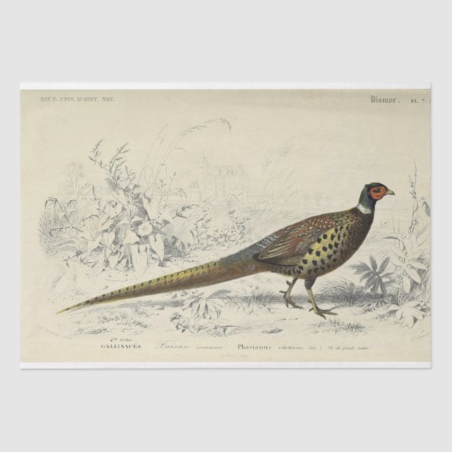 Bird Ephemera Decoupage French Pheasant Tissue Paper (Front)