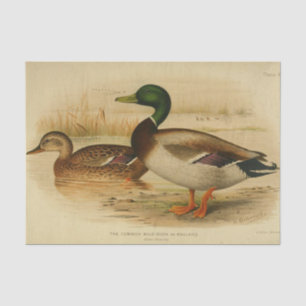 Bird Ephemera Decoupage Mallard Duck Vintage Tissue Paper