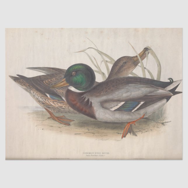 Bird Ephemera Decoupage Mallard Ducks Vintage Tissue Paper (Front)