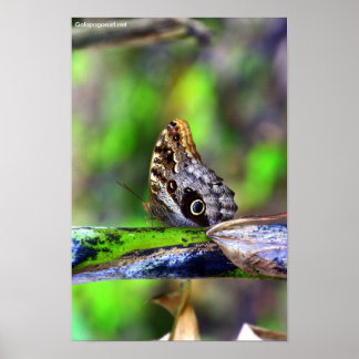 Bird Eye Butterfly Poster