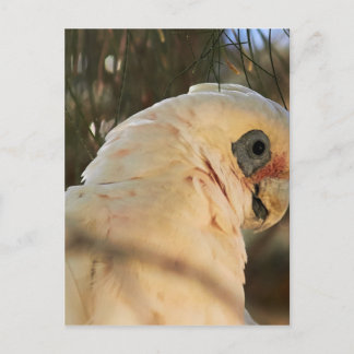 Bird Eyes Postcard