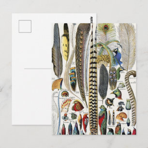 Bird Feather Wildlife Antique Feathers Art Nouveau Postcard