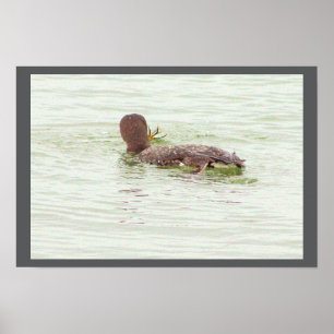 Bird Fishing in Ocean Poster