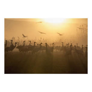 Bird Flock of Cranes at Lake Agamon HaHula, Israel Photo Print