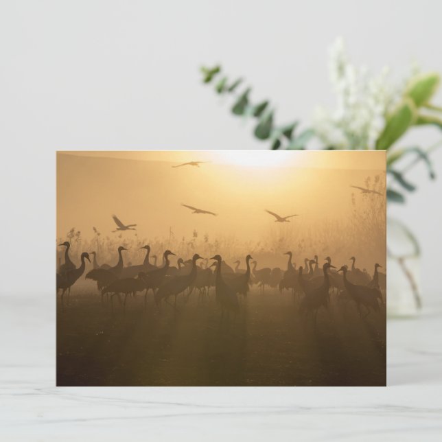 Bird Flock of Cranes at Lake Agamon HaHula, Israel Thank You Card (Standing Front)
