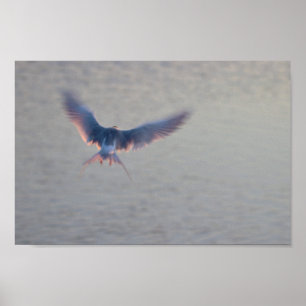 Bird Flying Photo Poster