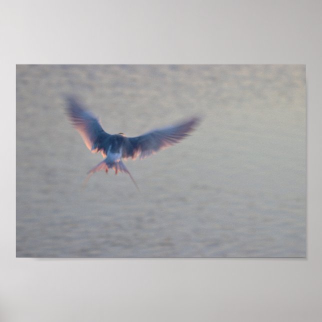Bird Flying Photo Poster (Front)