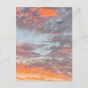 Bird Flying Pink CLouds Sky Photo Postcard