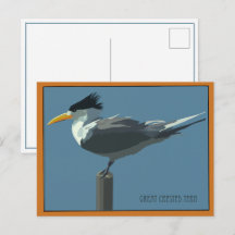 Bird--Great Crested Tern postcard