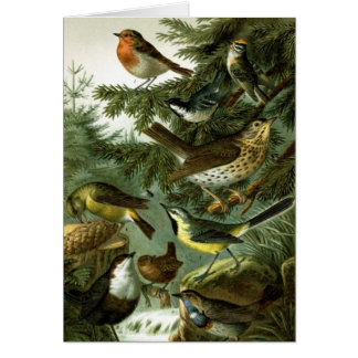 Bird group 3