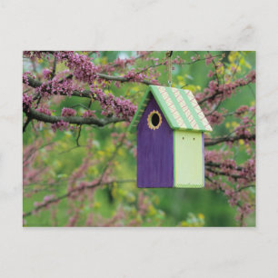 Bird House On A Redbud Tree Postcard