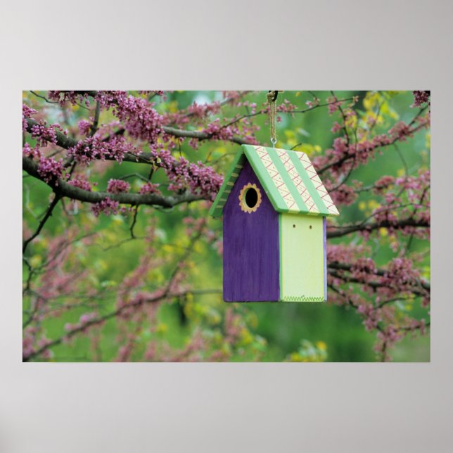 Bird House On A Redbud Tree Poster (Front)