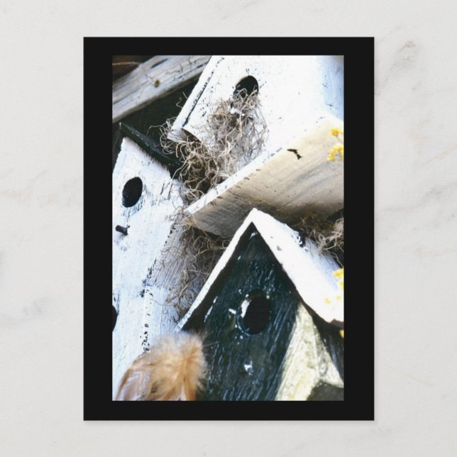 Bird Houses Postcard (Front)