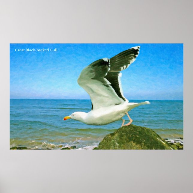 Bird image for Poster (Front)