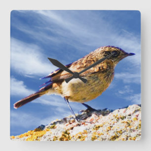 Bird Image for Square-Wall-Clock Square Wall Clock