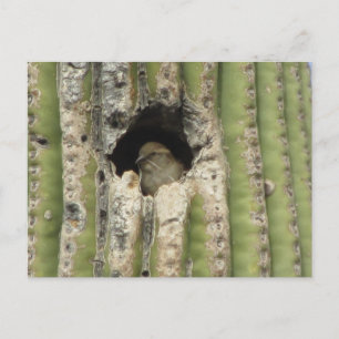 Bird in a Saguaro Nest Postcard