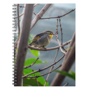 Bird in a tree notebook