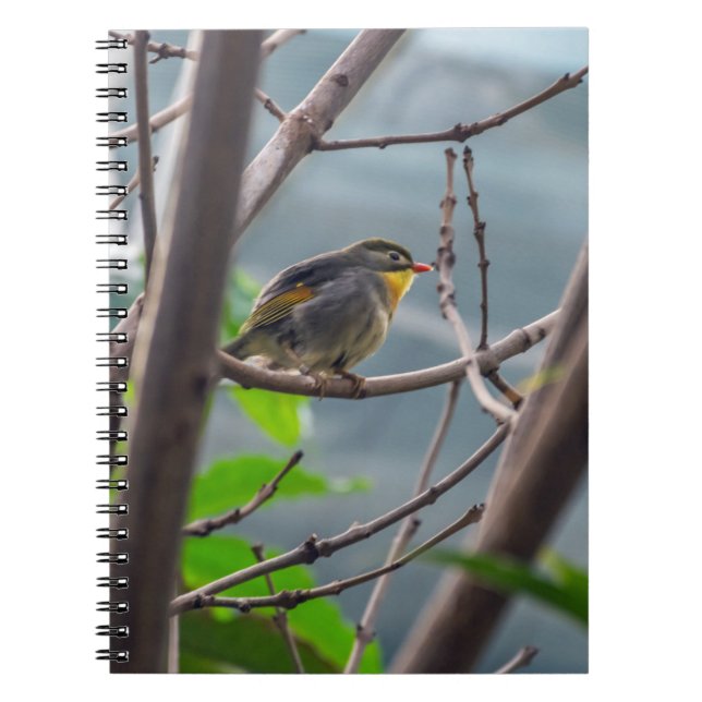 Bird in a tree notebook (Front)