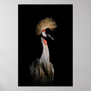 BIRD IN BRAZIL POSTER