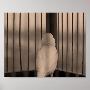 Bird in Cage Poster