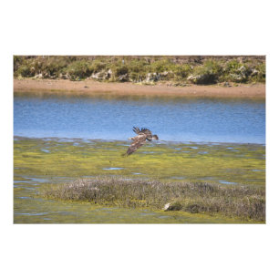 Bird in Flight Over Wetlands Nature Wildlife Photo Print
