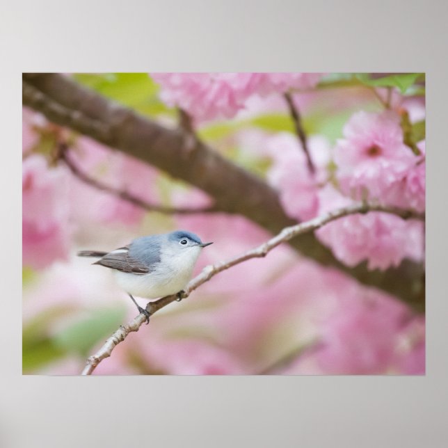 Bird in Pink Blossom Tree Poster (Front)