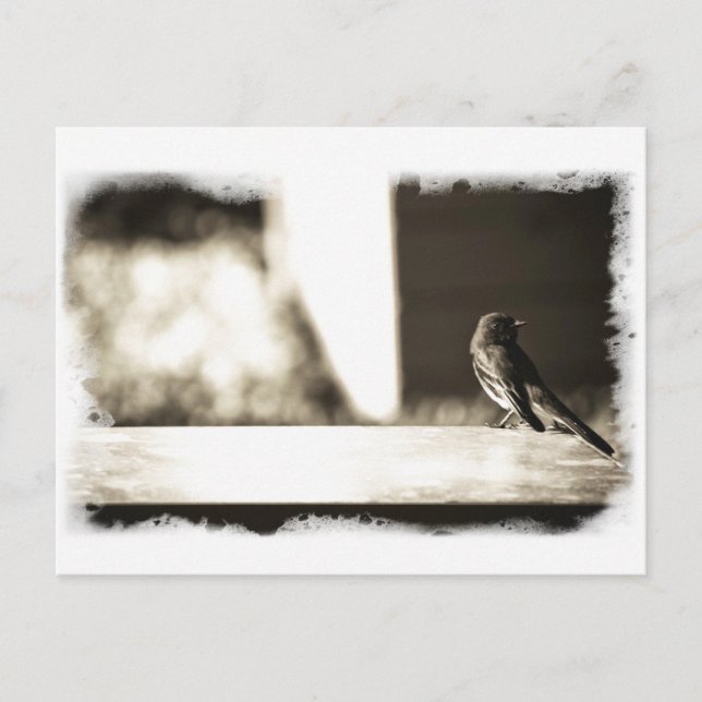 Bird in Sepia Postcard (Front)