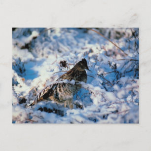 Bird In Snowy Branches Postcard