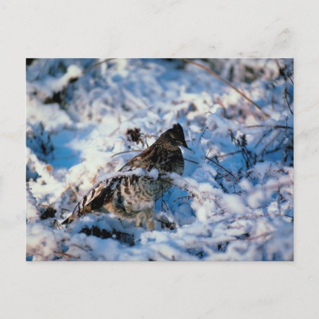 Bird In Snowy Branches Postcard (Front)