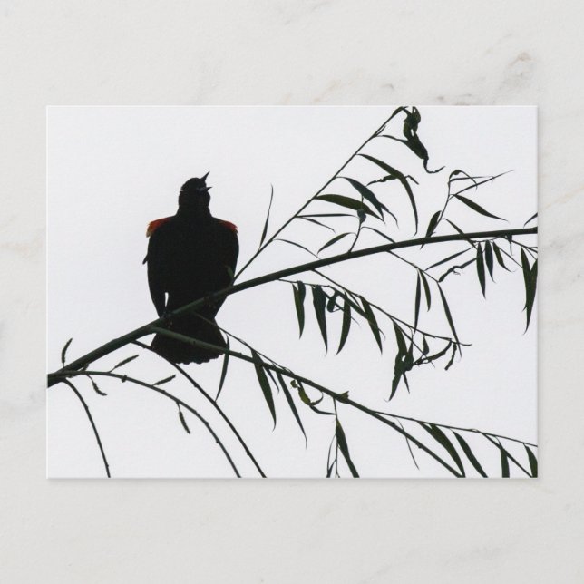 Bird In Song Postcard (Front)