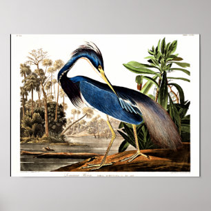 Bird - Louisiana Heron by John James Audubon Poster