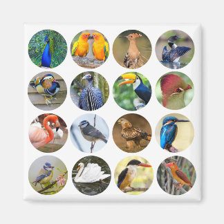 Bird Lover Refrigerator Magnet