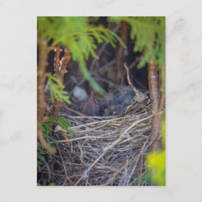 bird nest  postcard (Front)