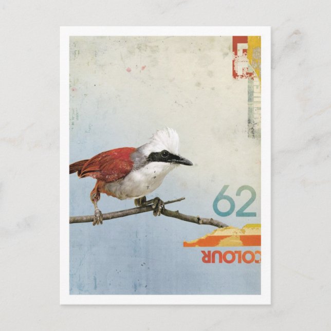 Bird No.3 Postcard (Front)