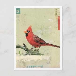 Bird No.6 Postcard